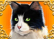Символ игрового автомата Cutie Cat Черно-белый кот