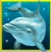 Символ игрового автомата Dolphin’s Pearl Дельфин