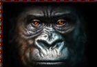 Символ игрового автомата Gorilla Горилла