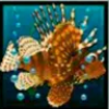 Символ игрового автомата Dolphin’s Pearl Морское существо 1